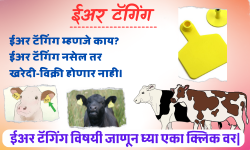 ईअर टॅगिंग | Cattle Ear tagging